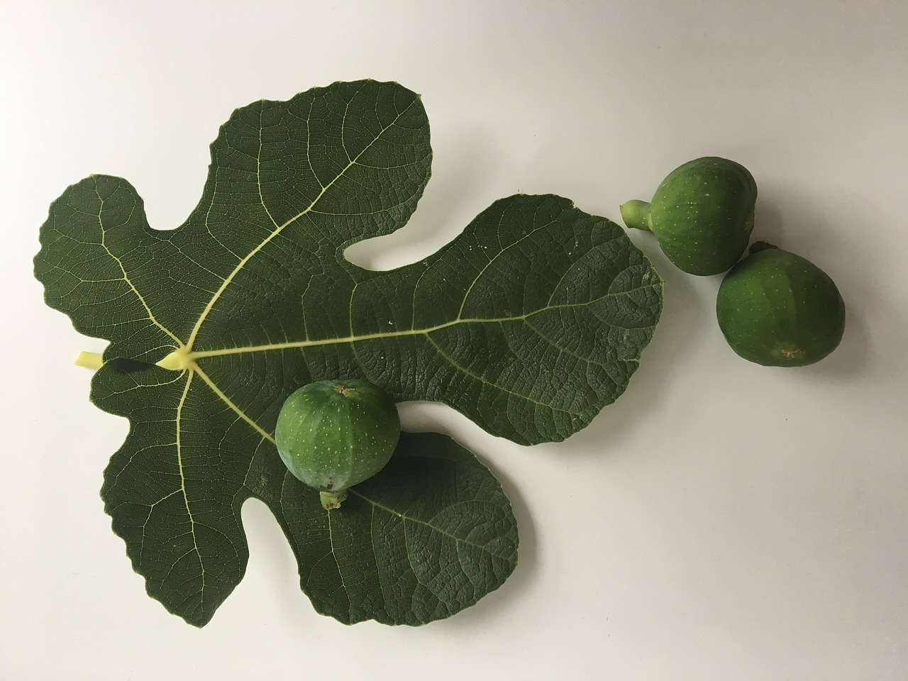 fig green fig leaf free photo