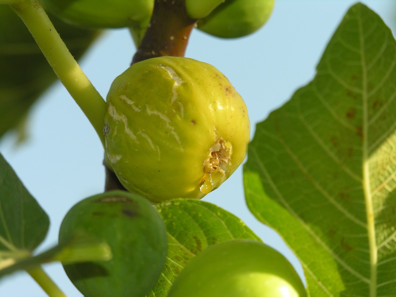 fig fruit tree free photo