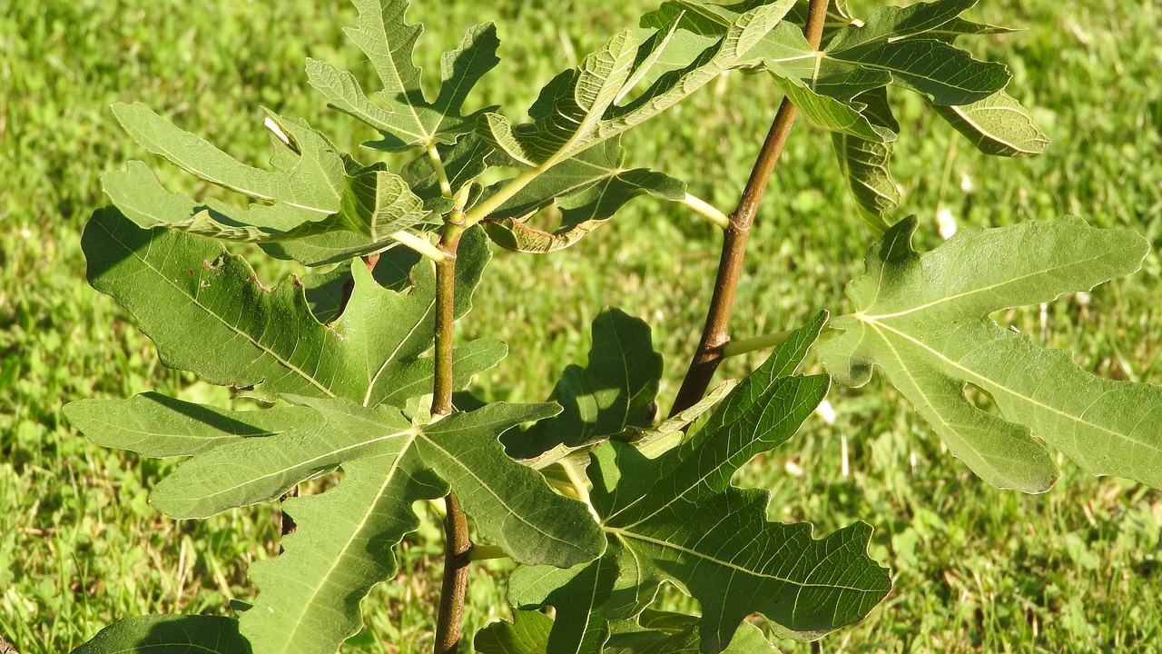 fig fig leaves fig tree free photo