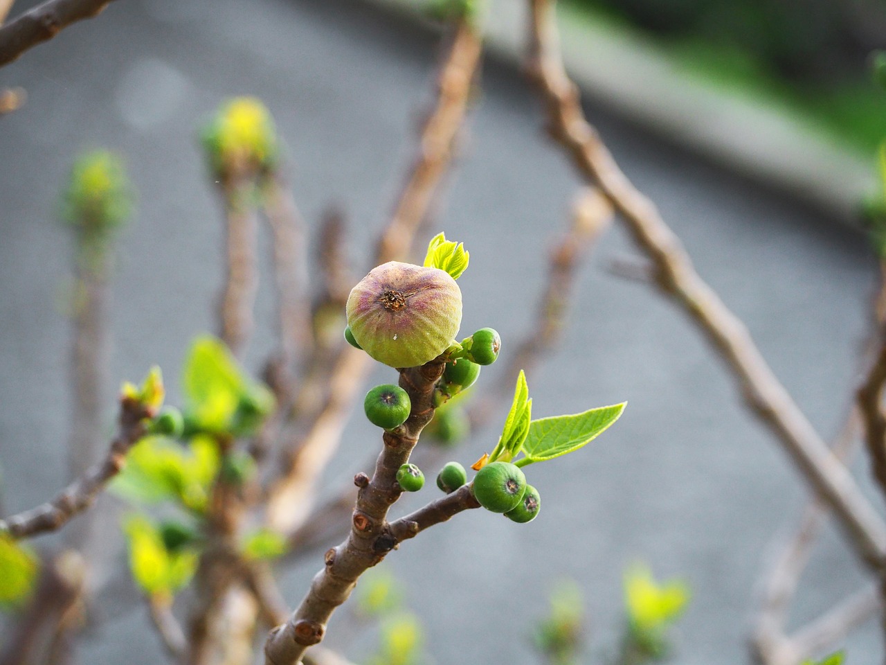 fig fruit plant free photo