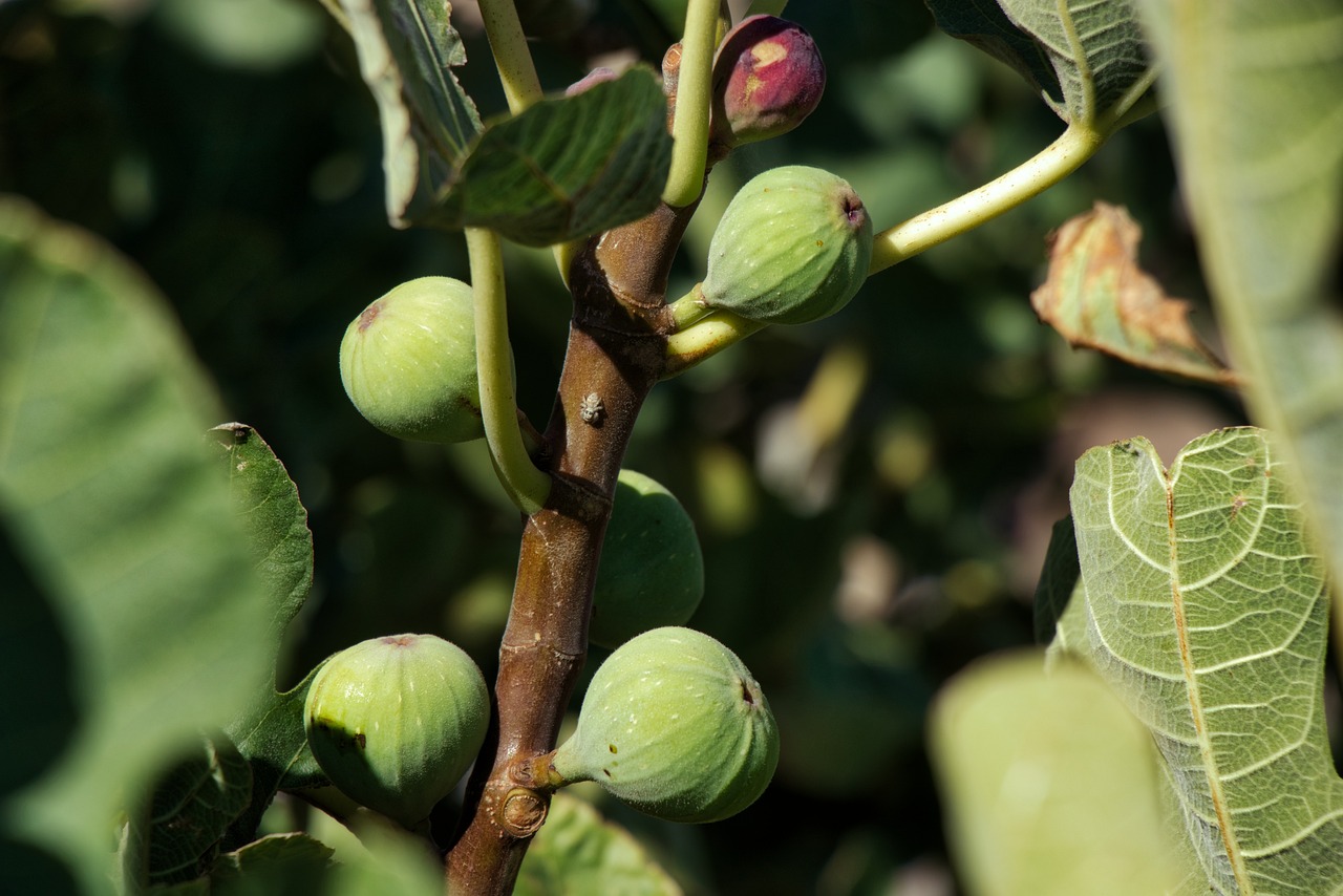 fig eating fruit free photo