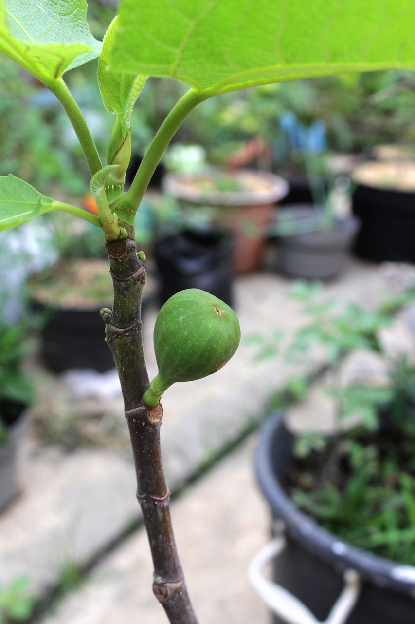 fig fruit ara free photo