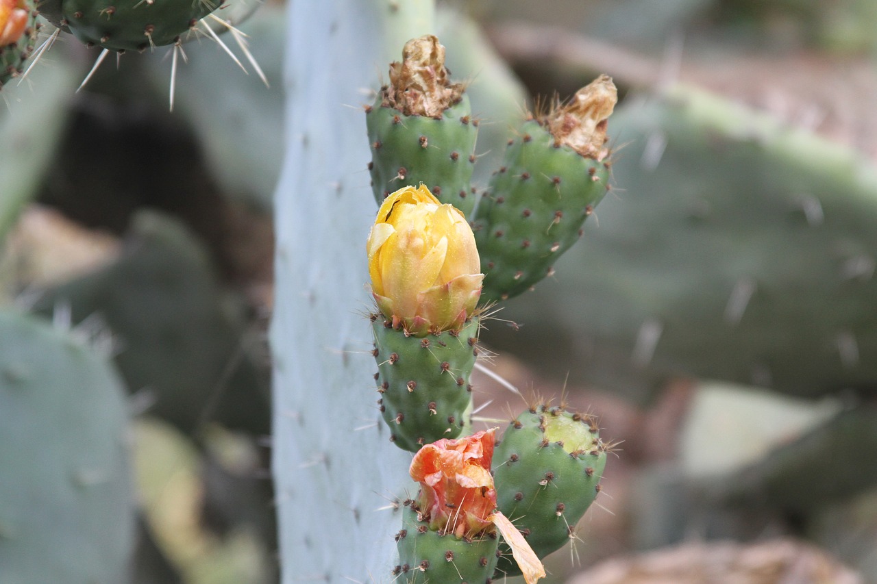 fig  prickly pear  fruit free photo