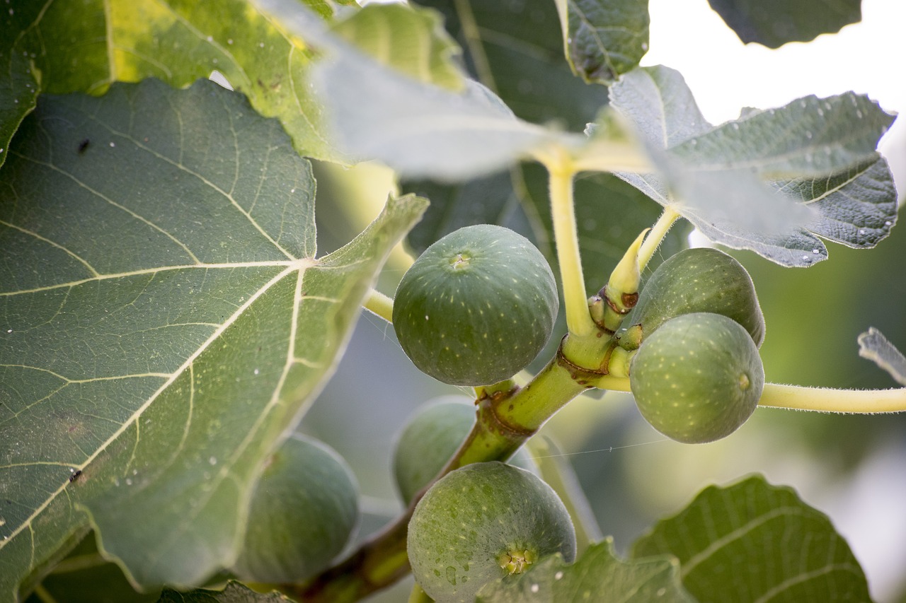 fig  food  tree free photo