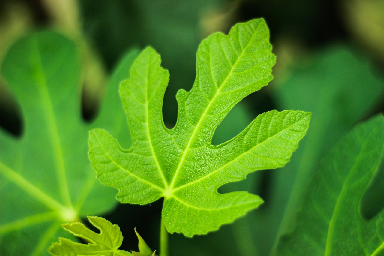 fig  leaf  leaves free photo