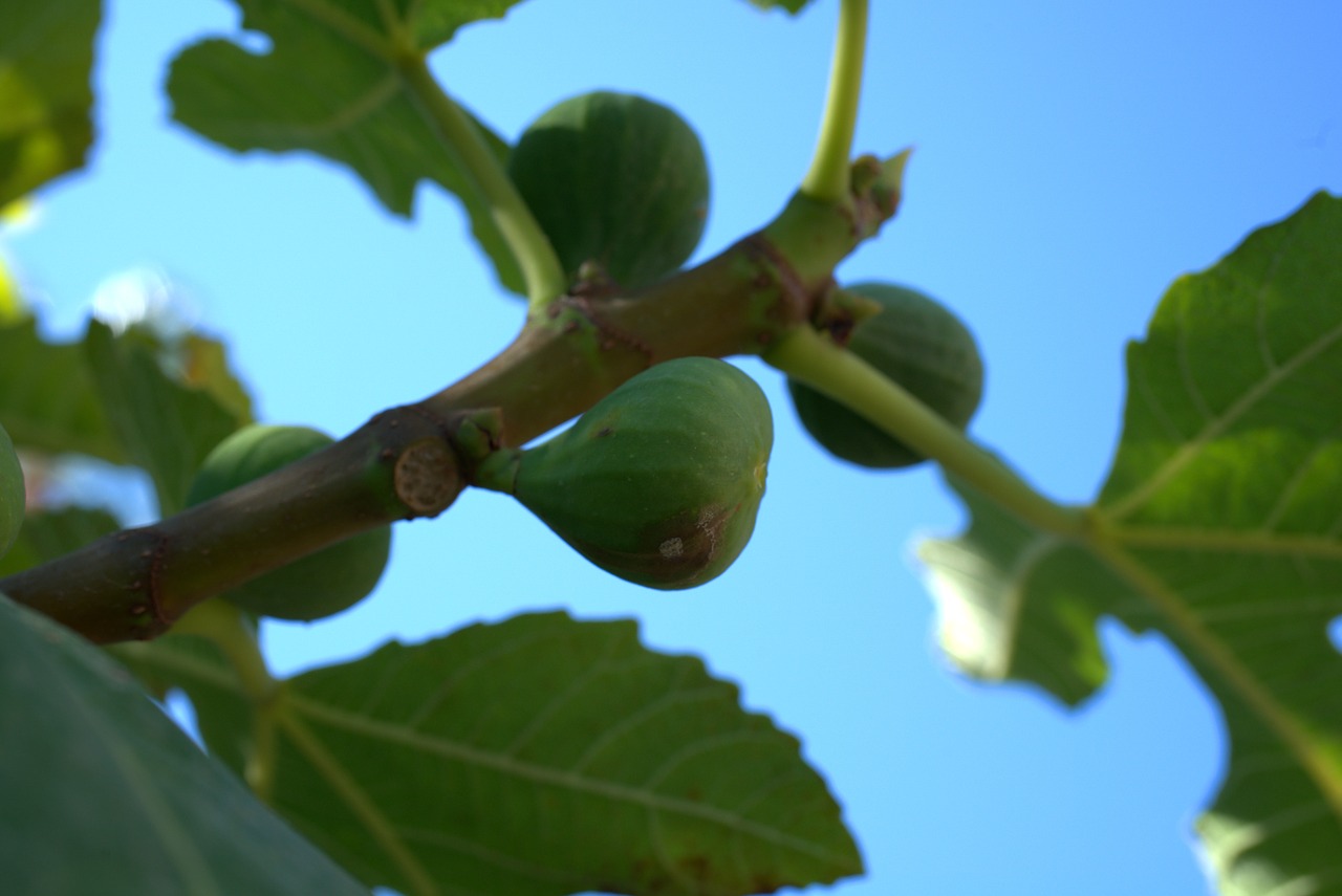 fig  fruit  mediterranean free photo