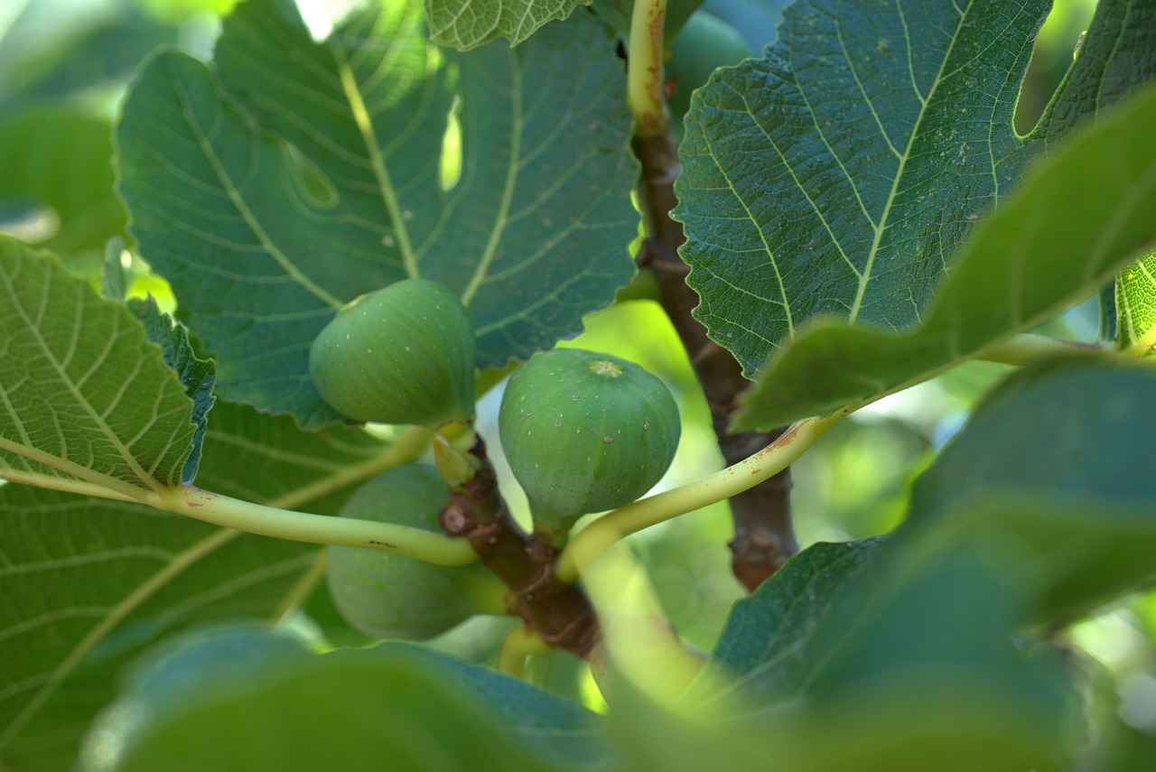 fig  leaf  mediterranean free photo