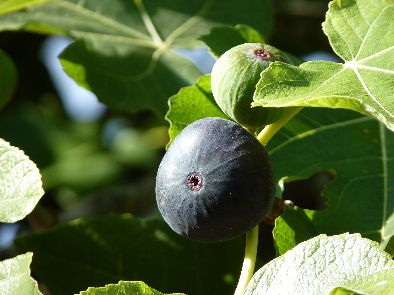fig close fruit free photo