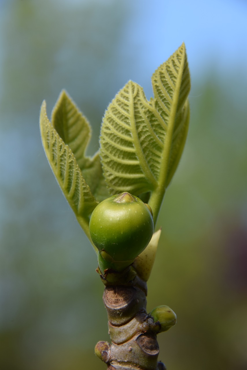 fig  fig tree  fruit free photo