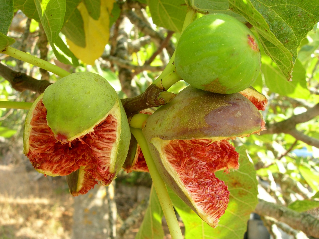 fig fruit plant free photo