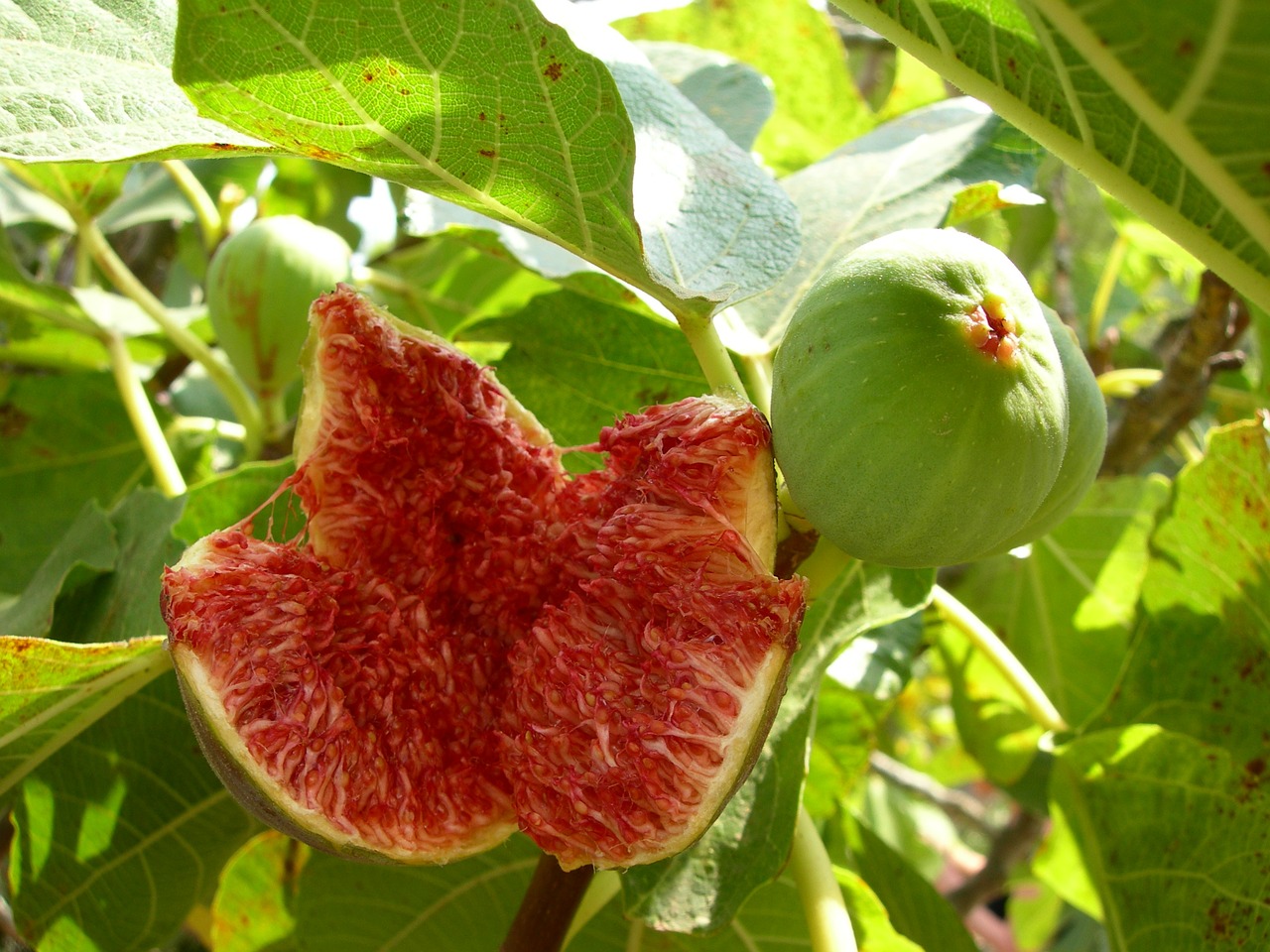 fig green ripe free photo