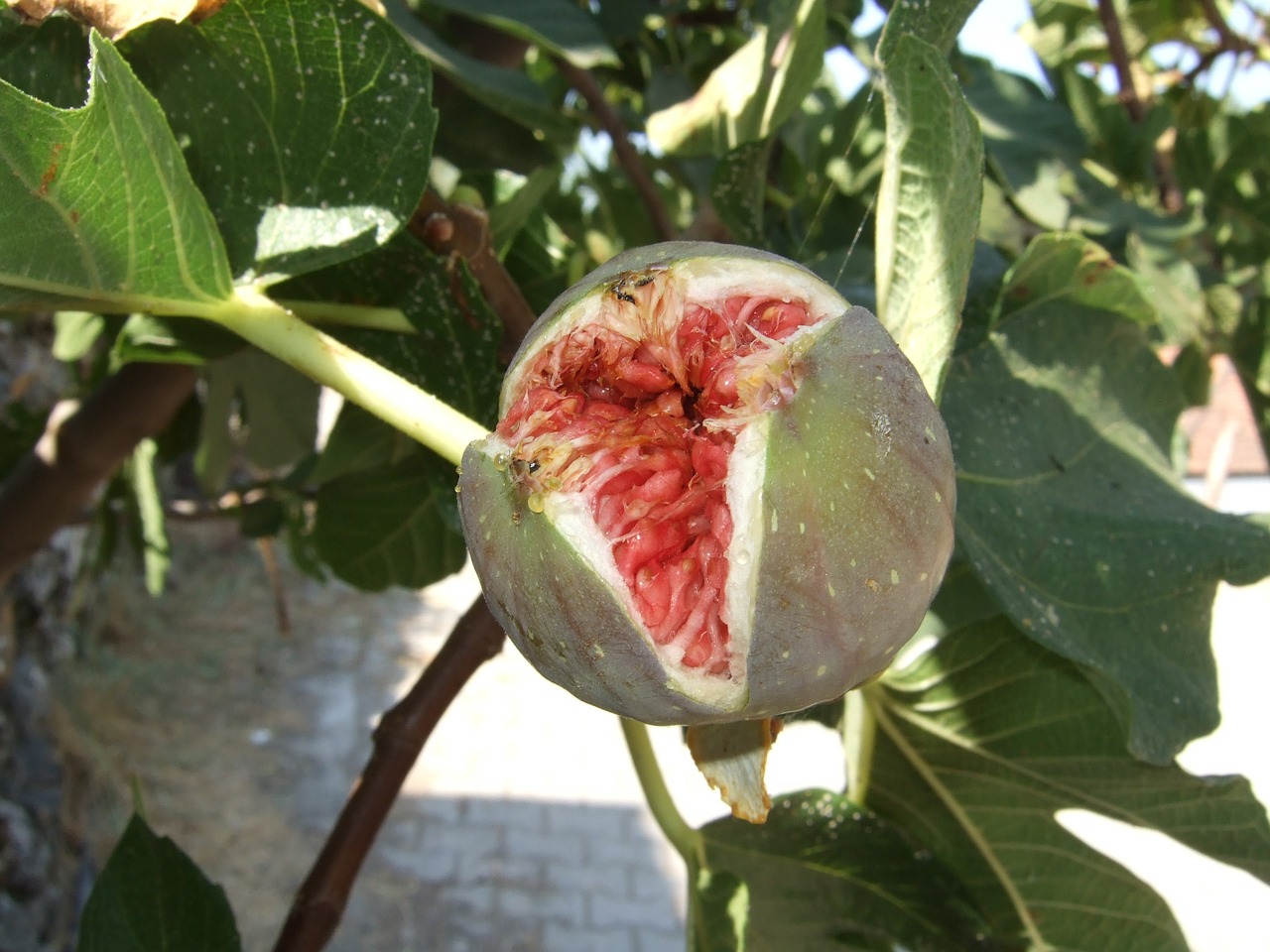 fig fruit mediterranean free photo
