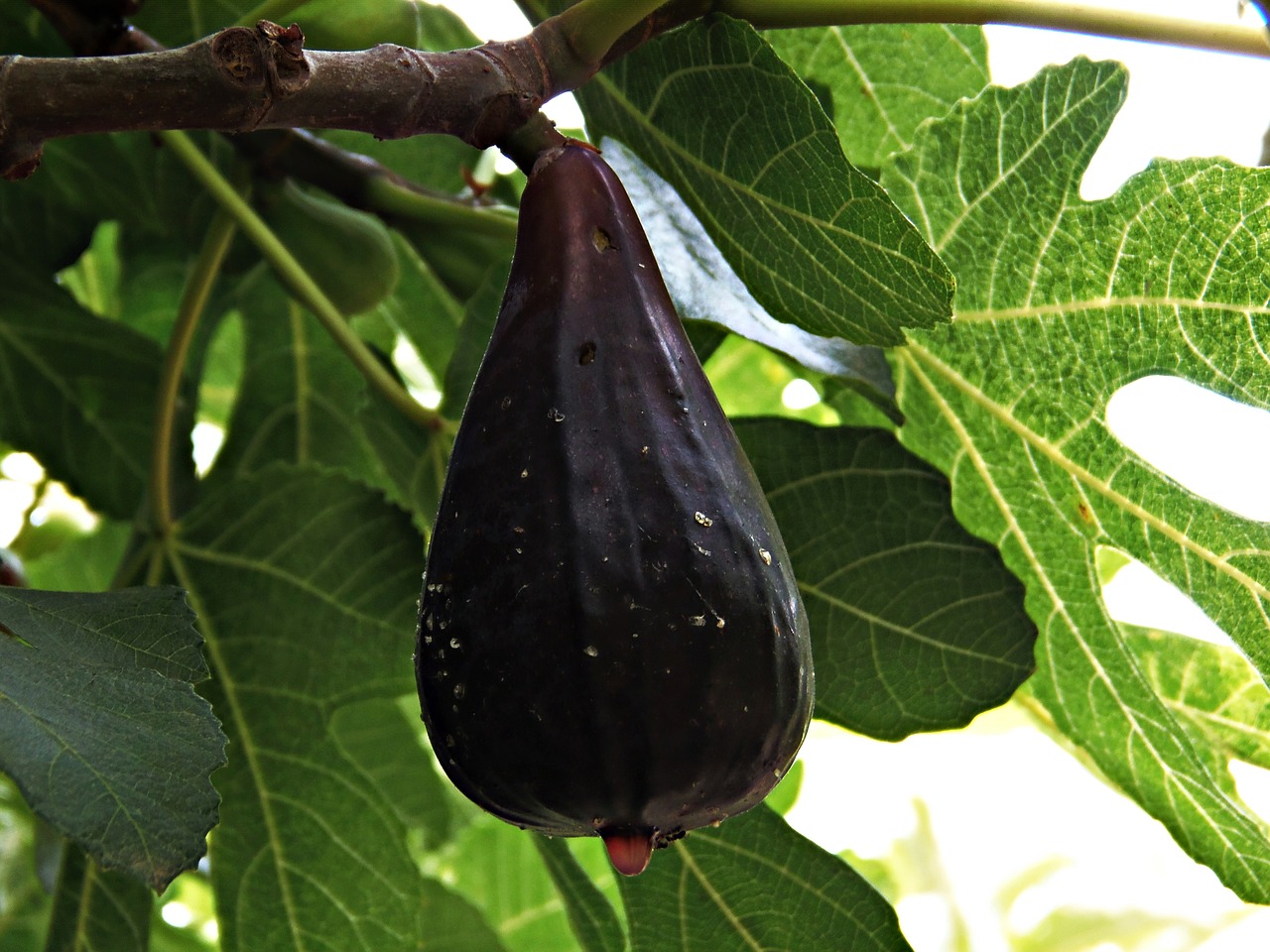 fig fruit mature free photo