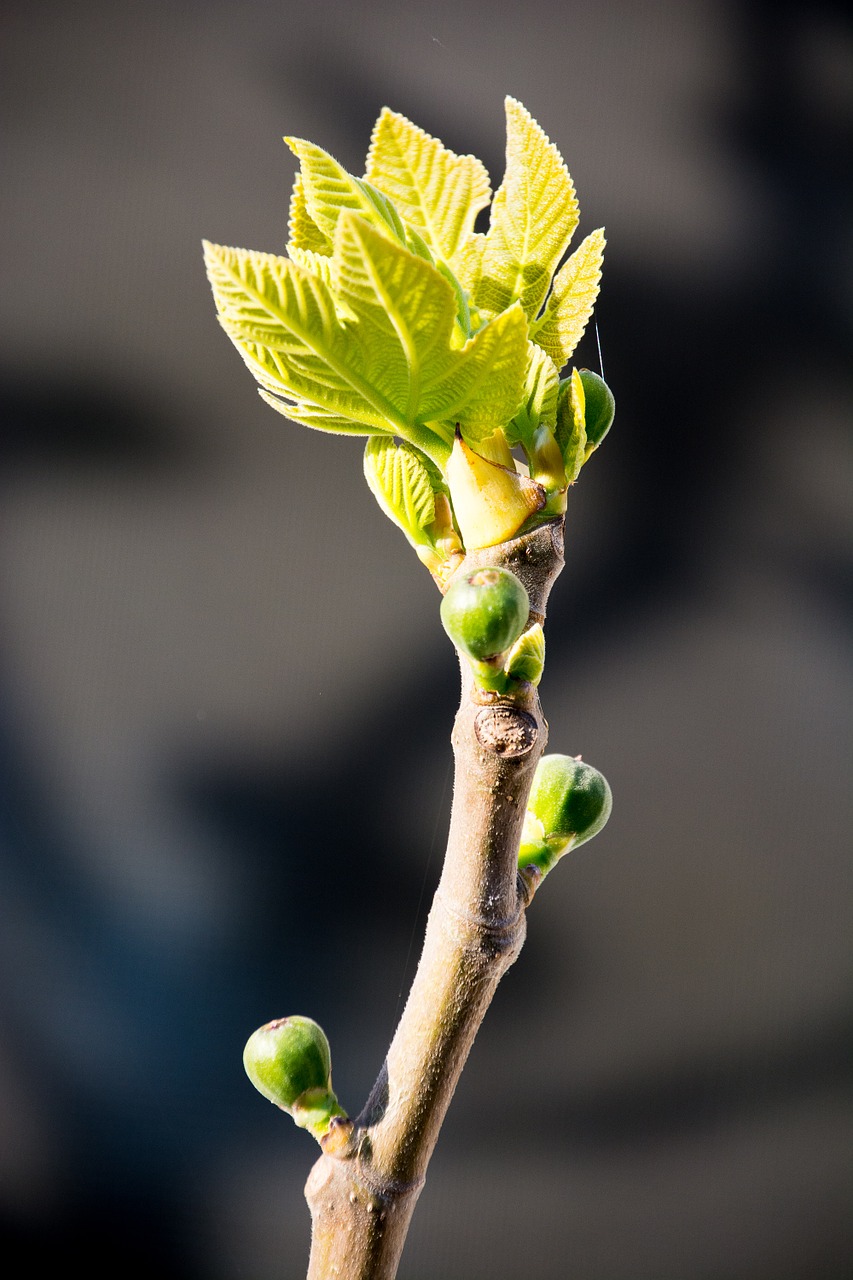 fig bud spring free photo