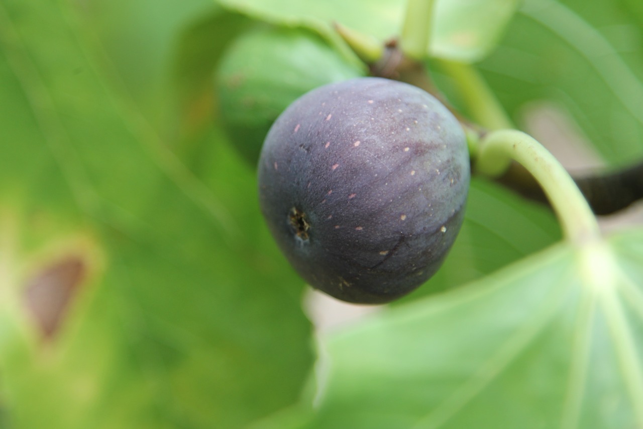fig fig tree fruit free photo