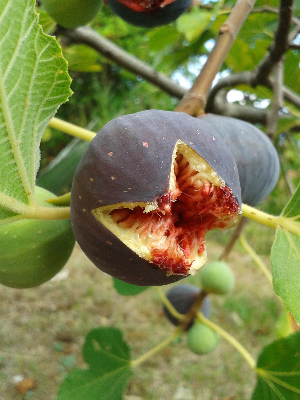 fig fig tree real coward free photo