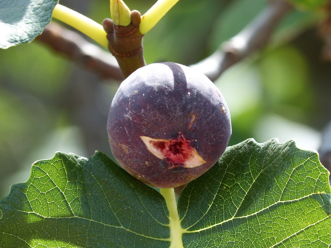 fig mature fig tree free photo
