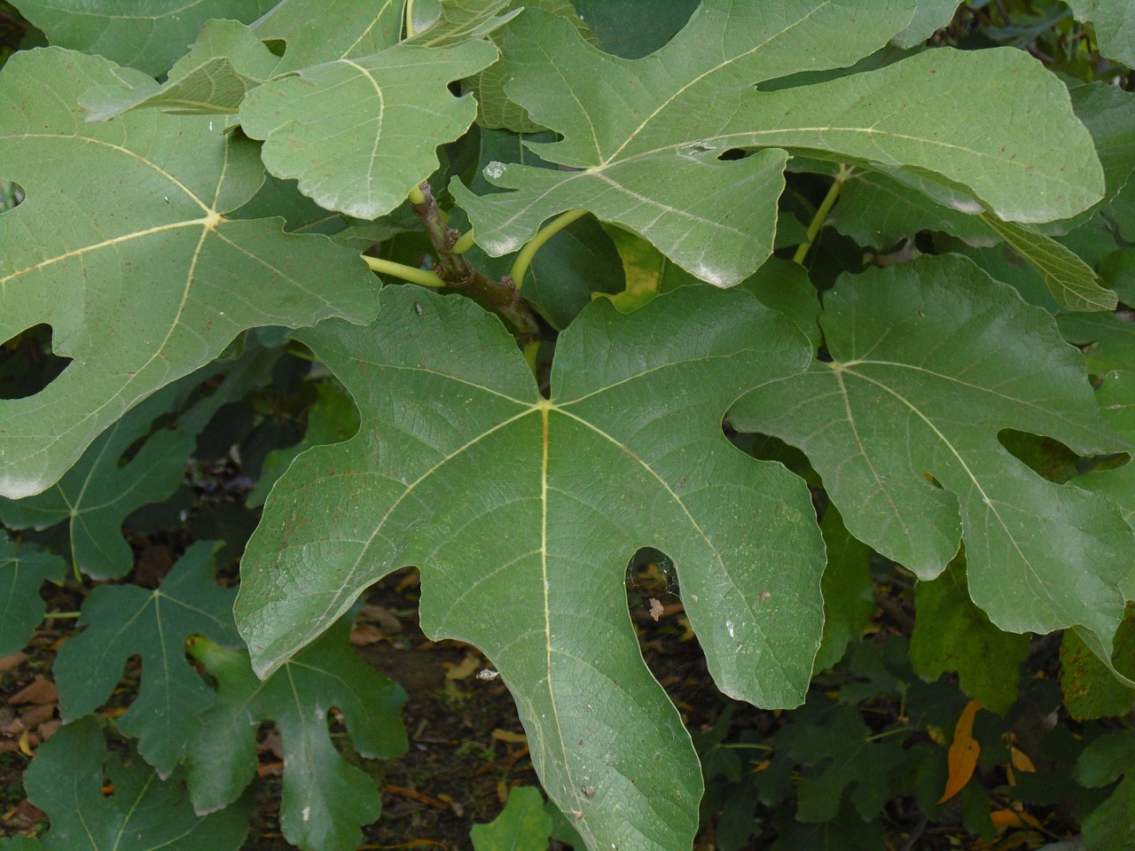 fig leaves green free photo