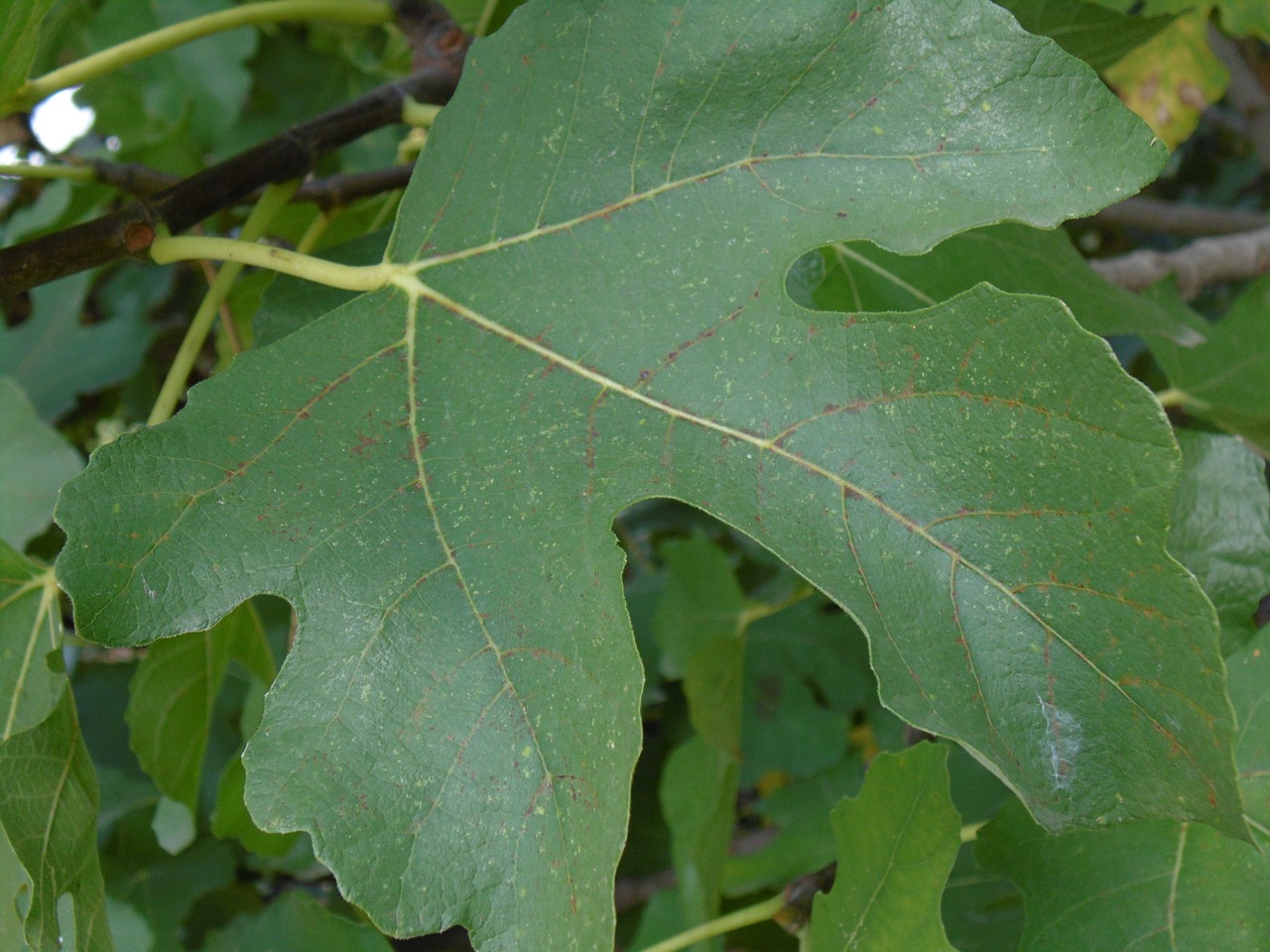 fig leaf green free photo
