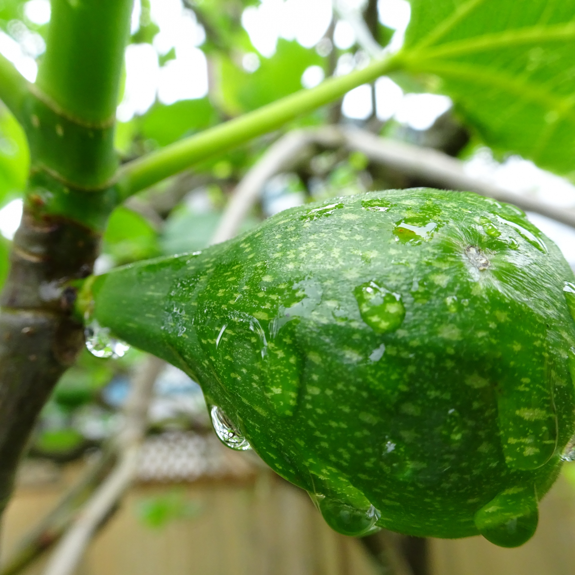 wet fig fruit free photo