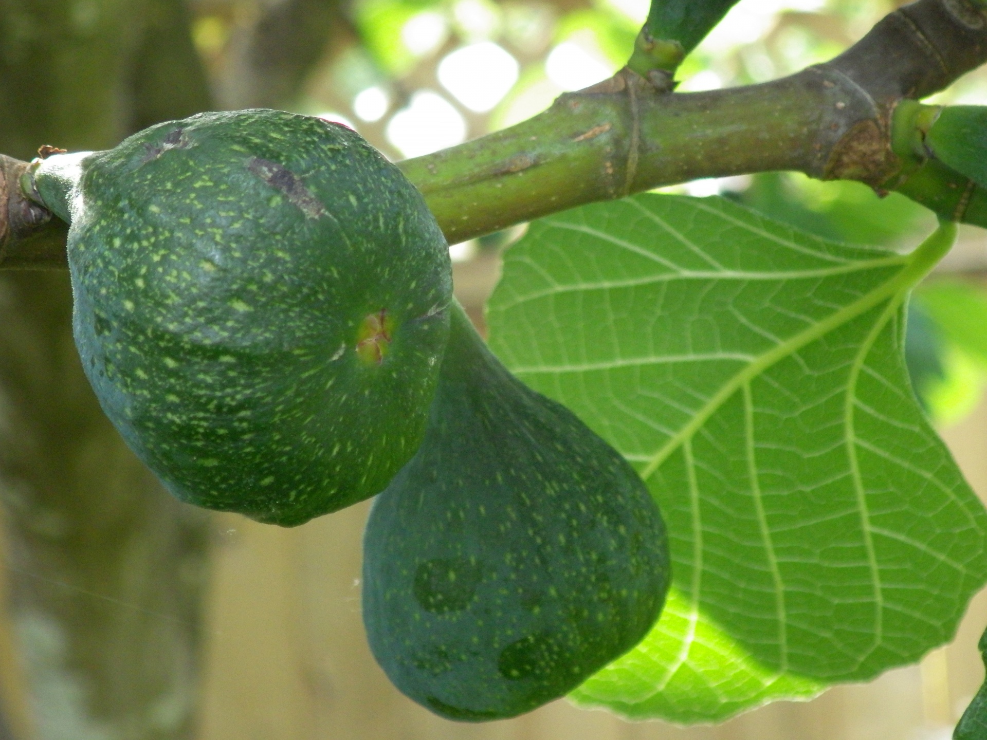 fig figs green free photo