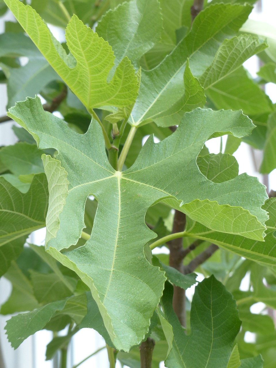 fig leaf leaf tree free photo
