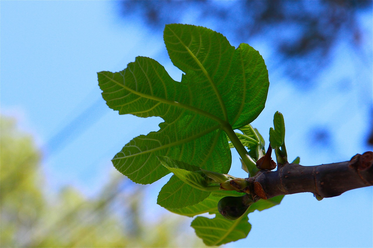 fig leaf tree fruits free photo