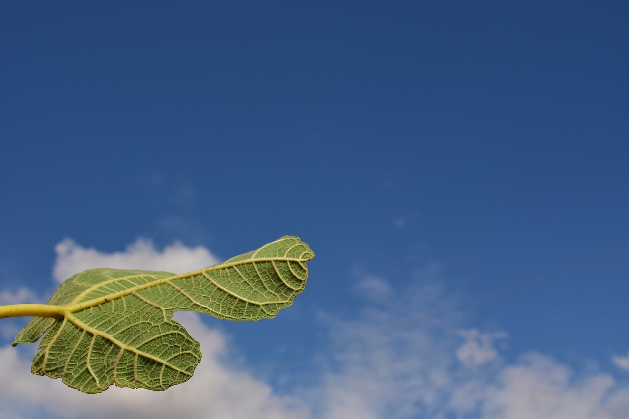 fig leaf leaf close free photo