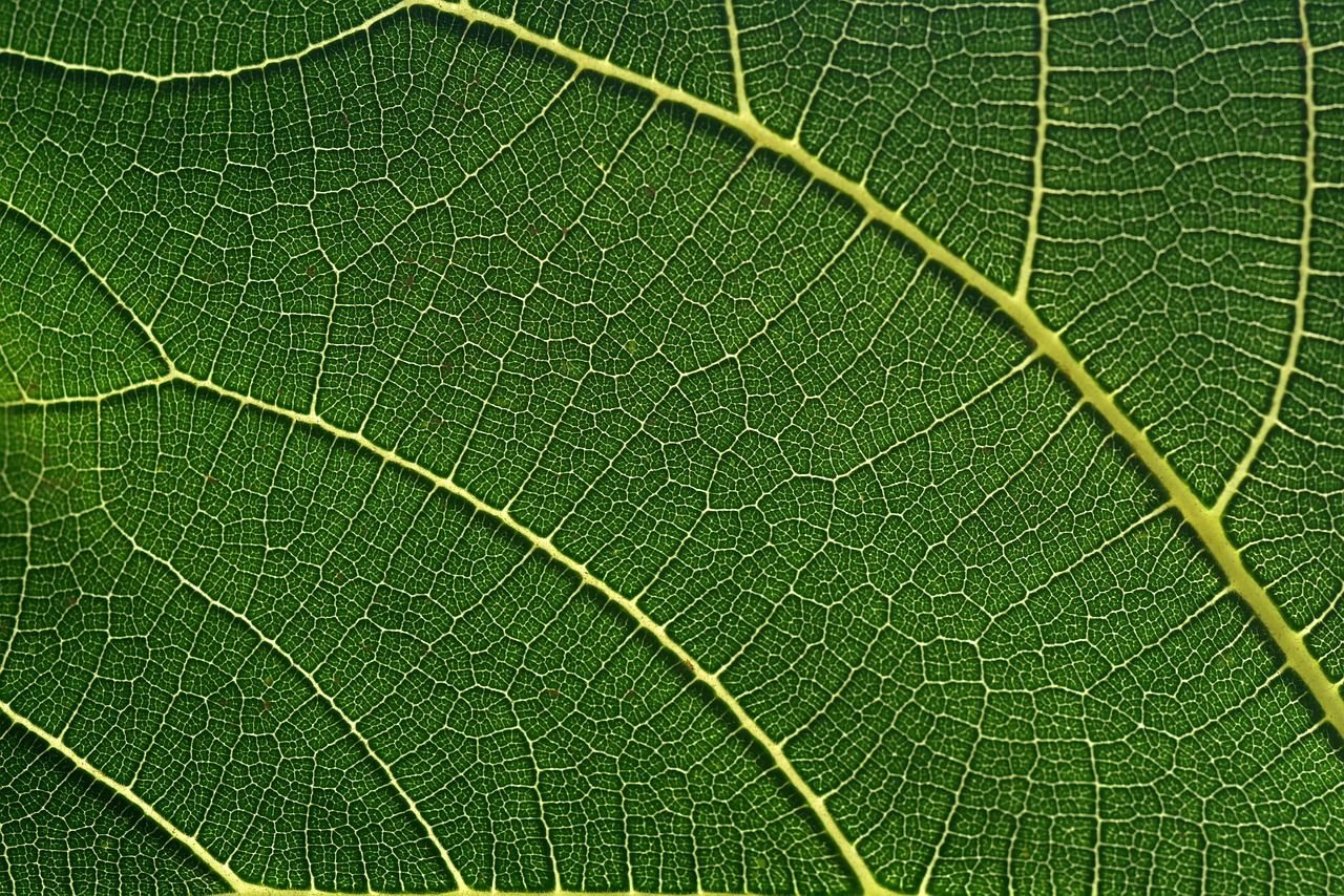 fig leaf  leaf  green free photo