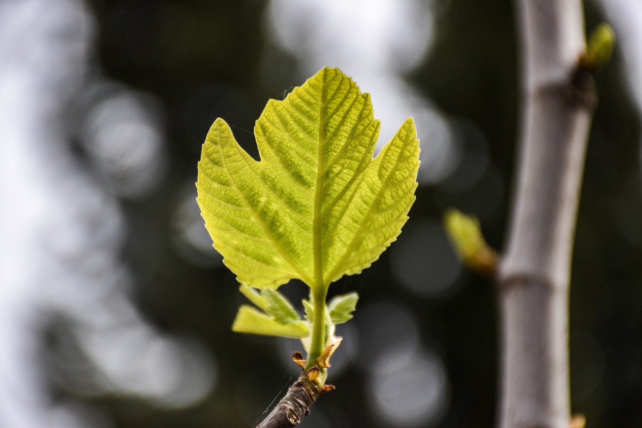 fig leaf  branch  tree free photo