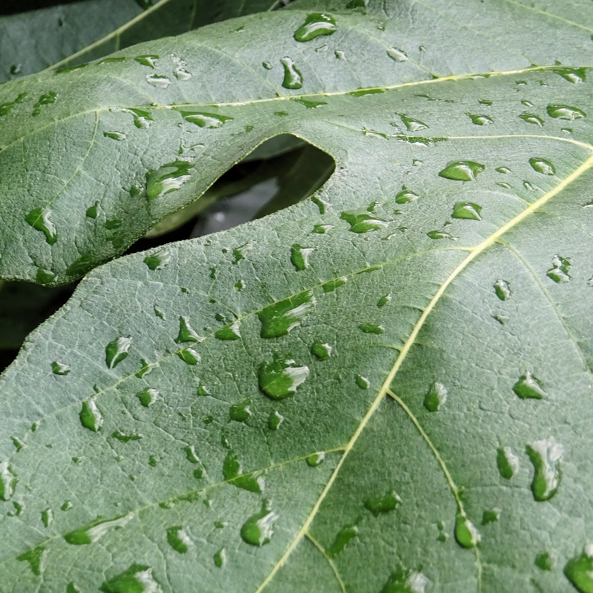 fig leaf green free photo