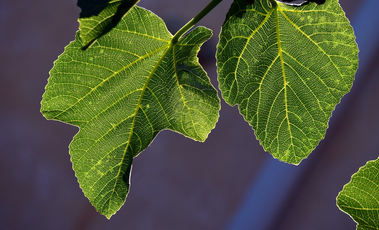 fig leaves  leaves  backlighting free photo