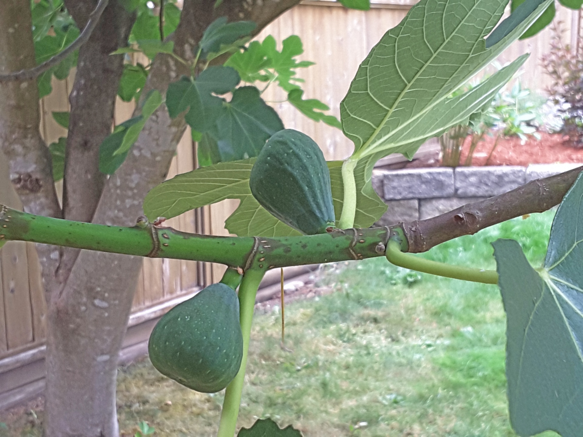 fig fruit closeup free photo