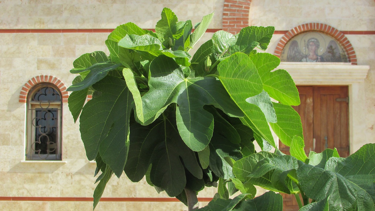 fig tree leaf green free photo