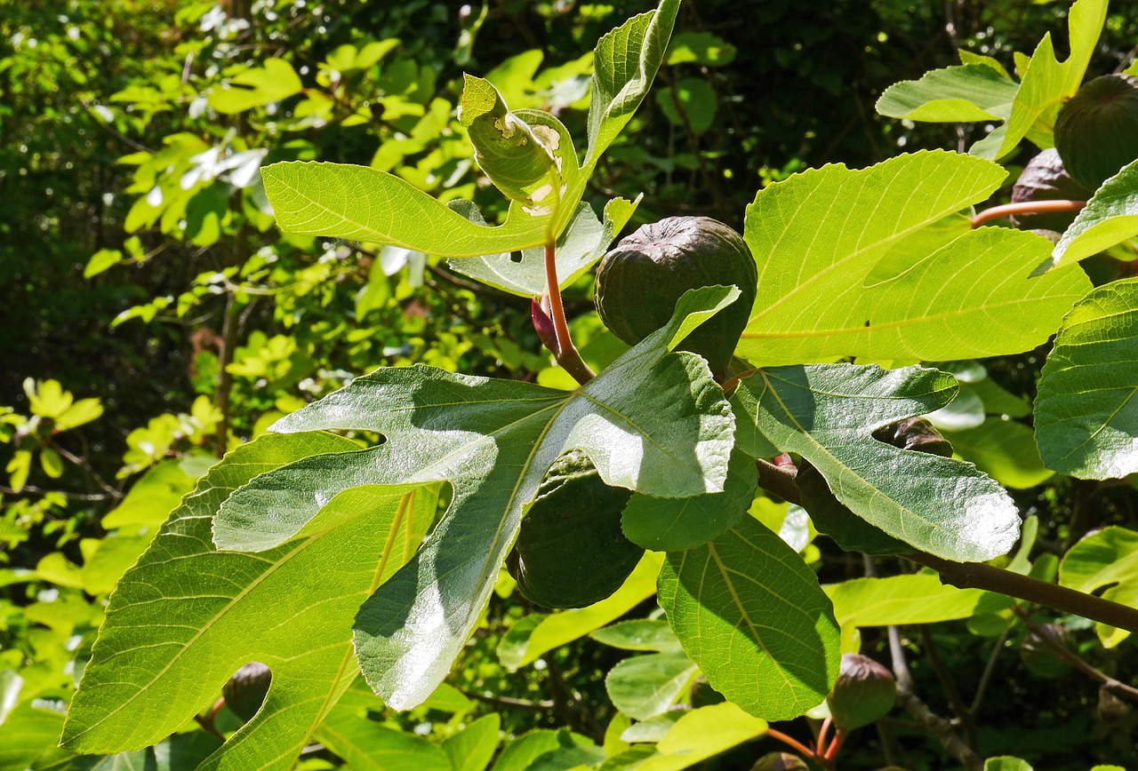 fig tree fruits fig leaf free photo