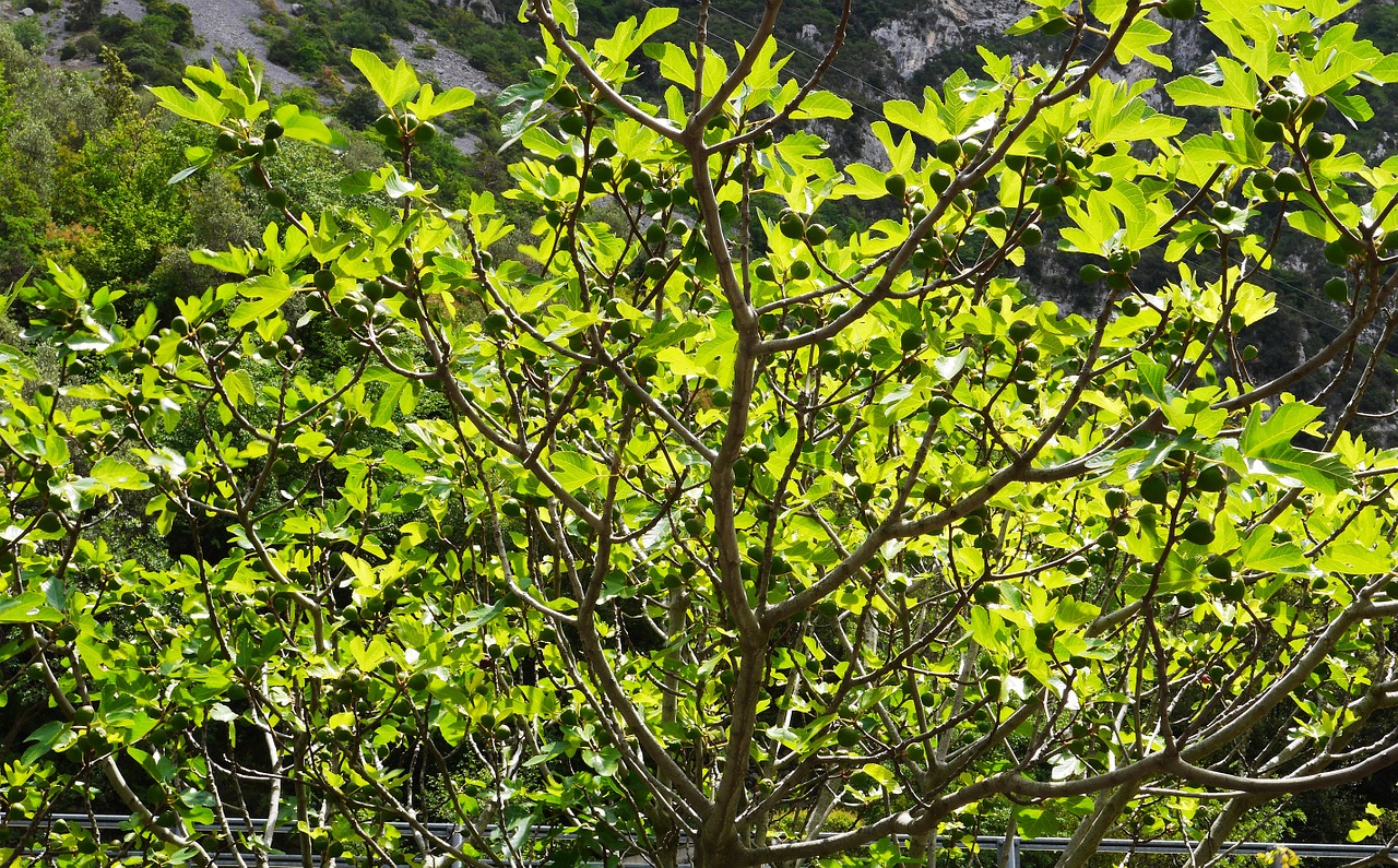 fig tree fig leaves fruits free photo