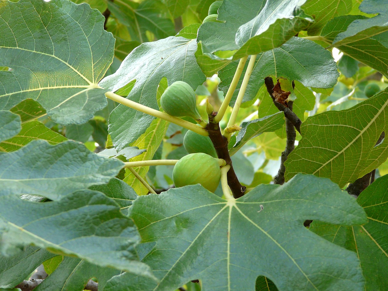 fig tree fig close free photo