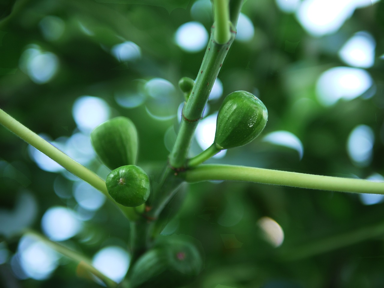 fig tree figs immature free photo