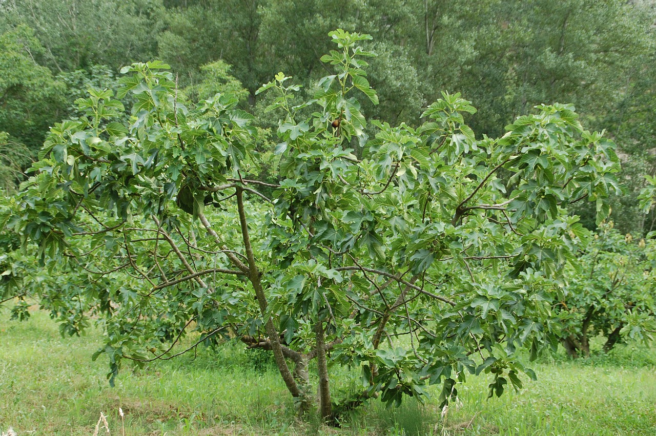 fig tree provence south free photo