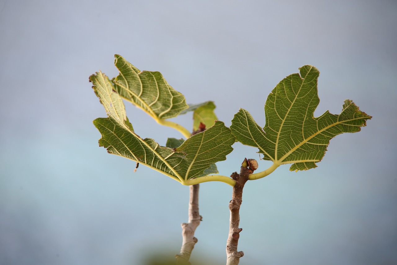 fig tree leaf green free photo