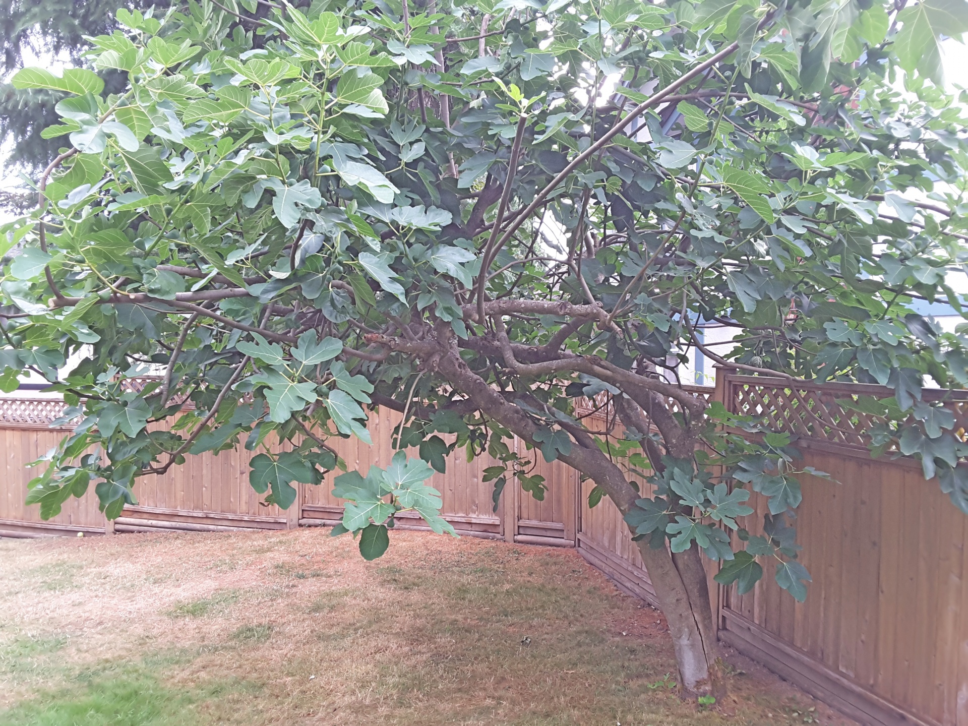 fig tree garden free photo
