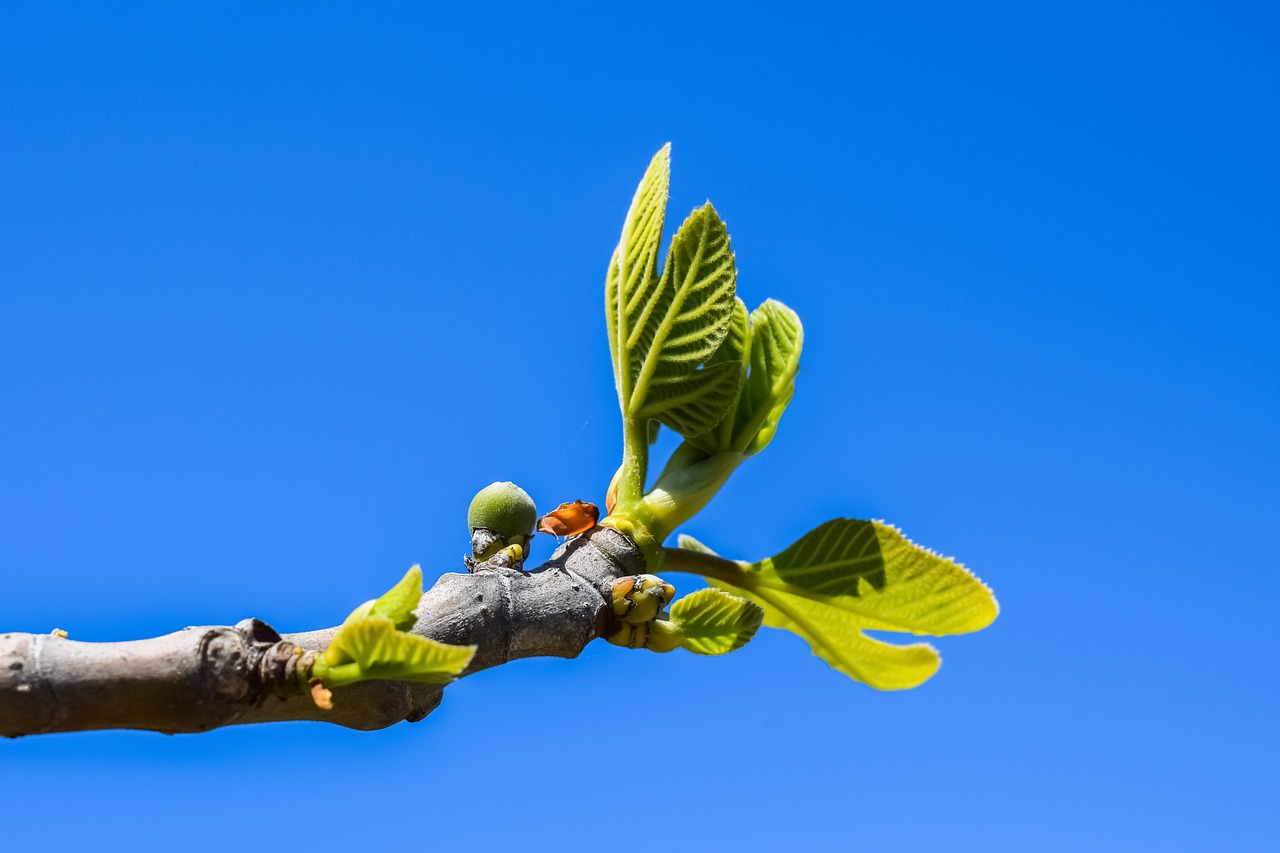 fig tree branch leaf free photo