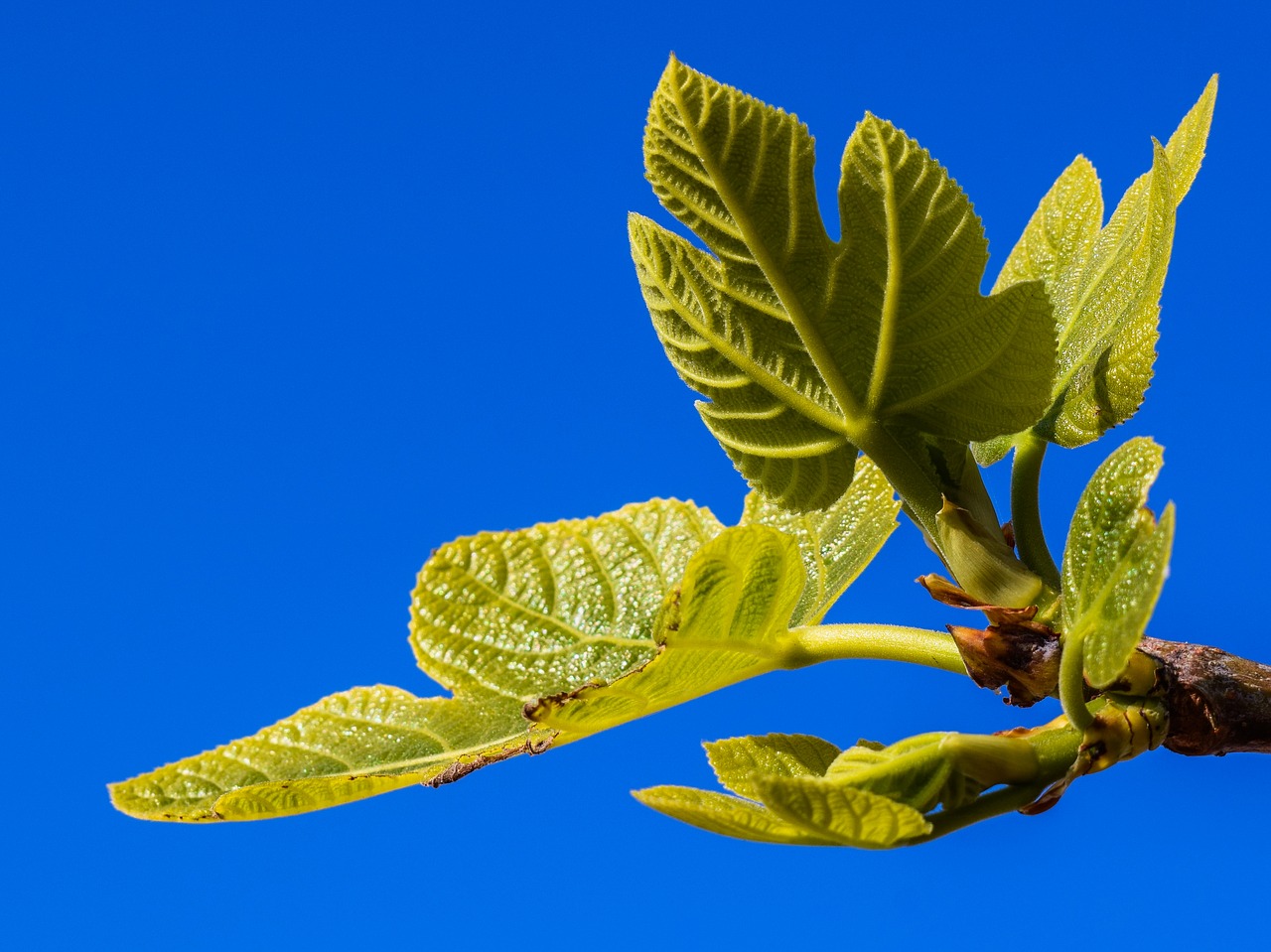 fig tree branch leaf free photo