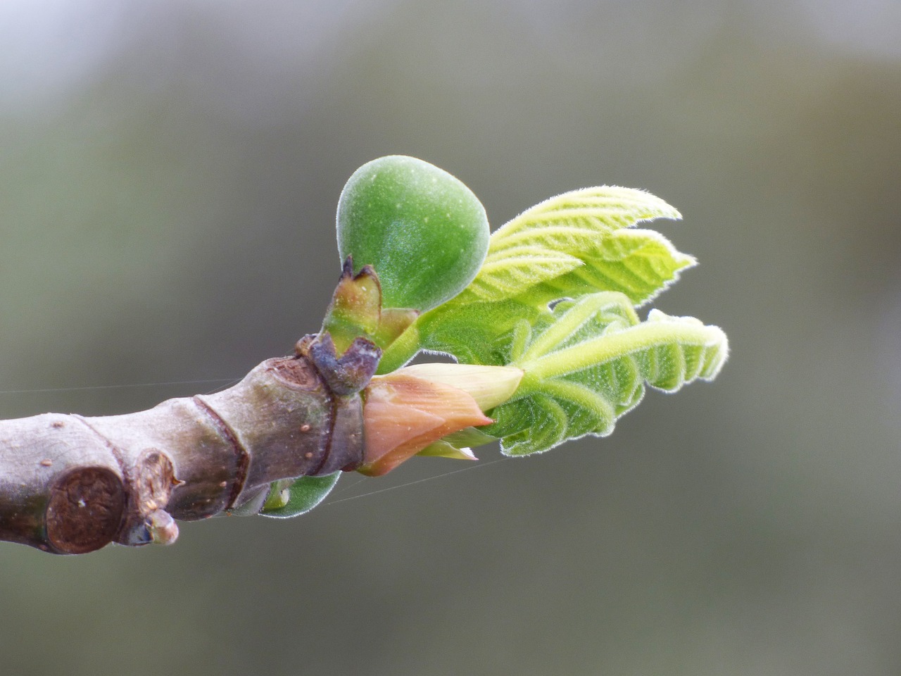 fig tree outbreak sprout free photo