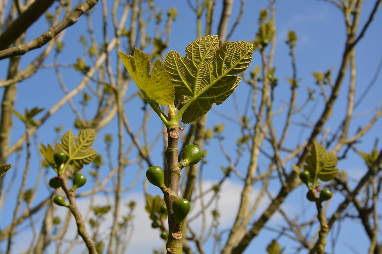 fig tree fig leaves free photo