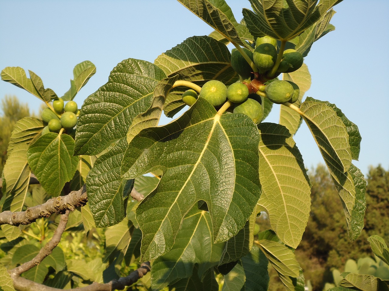 fig tree figs fruits free photo