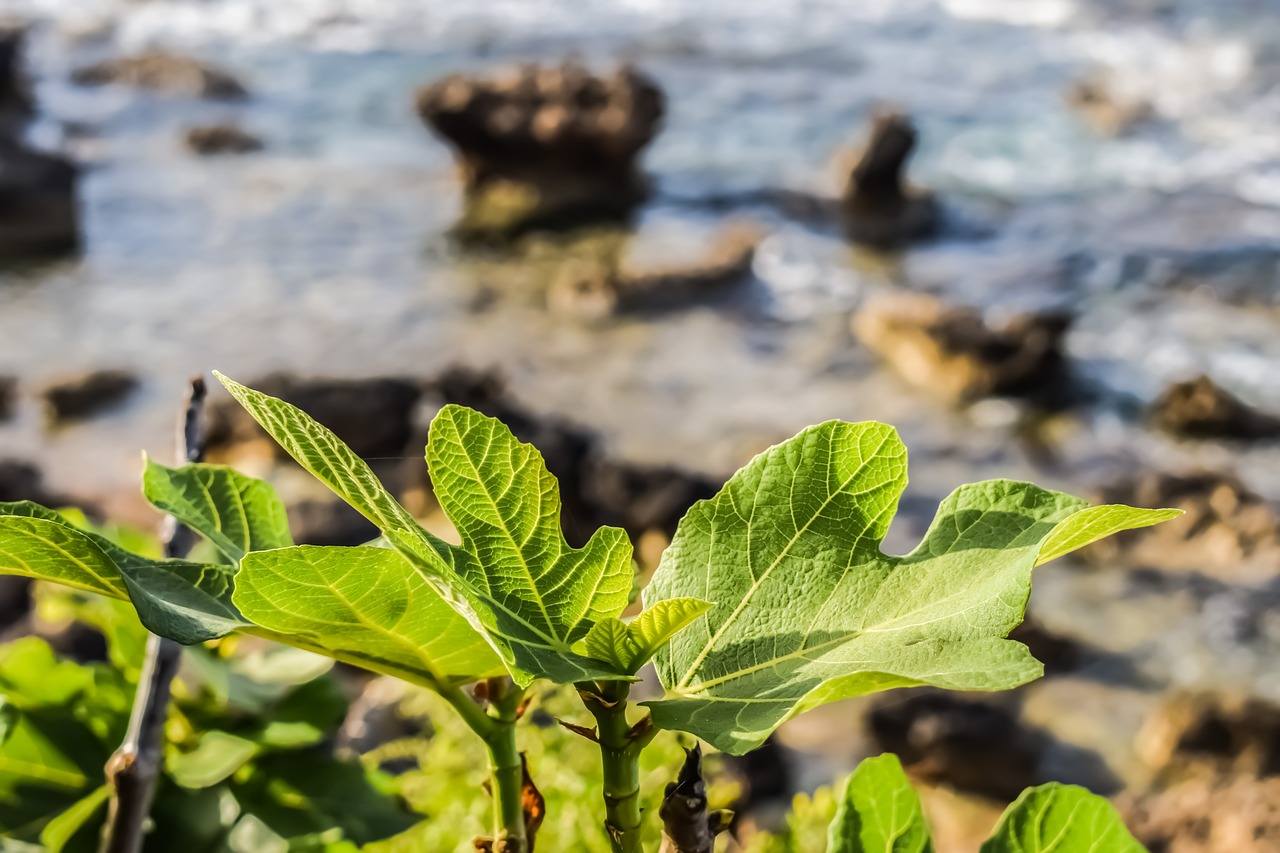 fig tree leaf nature free photo