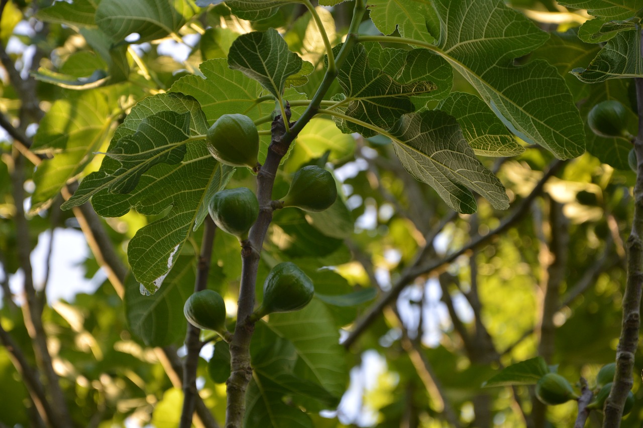 Edit free photo of Fig tree,figs,tree,green,fruit - needpix.com