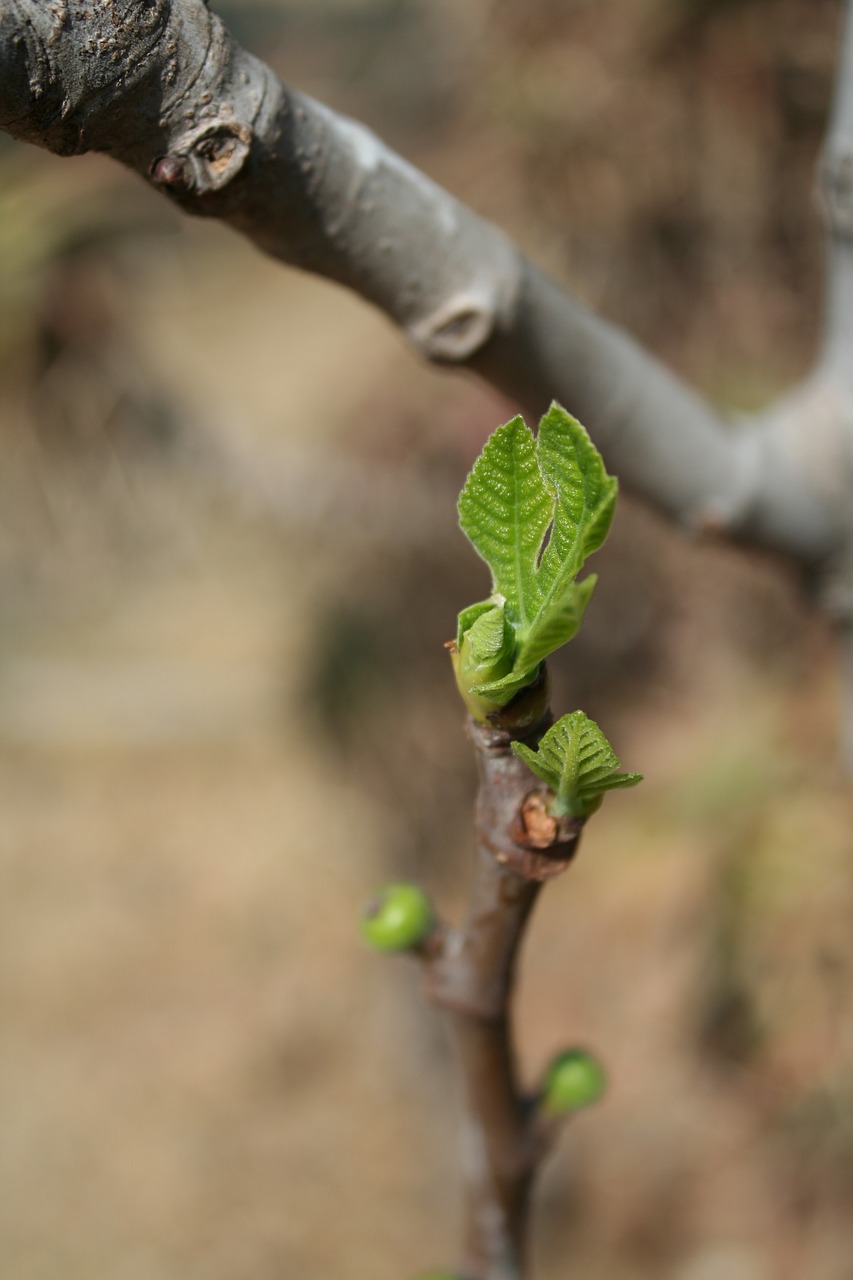 fig tree growing leaf spring free photo