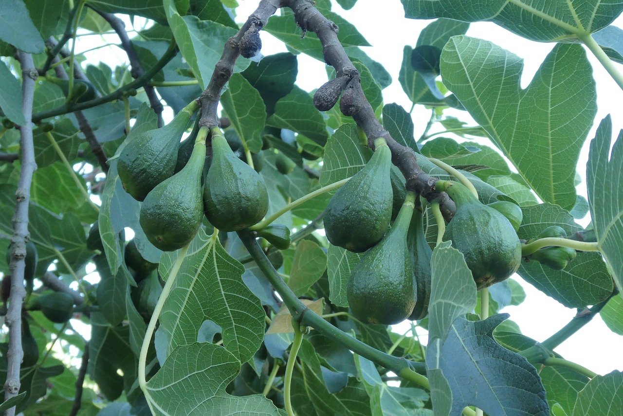 fig tree  fruits  figs free photo